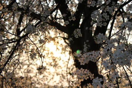 Blooming cherry orchard spring blooming trees