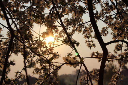 Blooming cherry orchard spring blooming trees