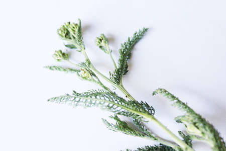 Millenium green medicinal plant from the forestの写真素材