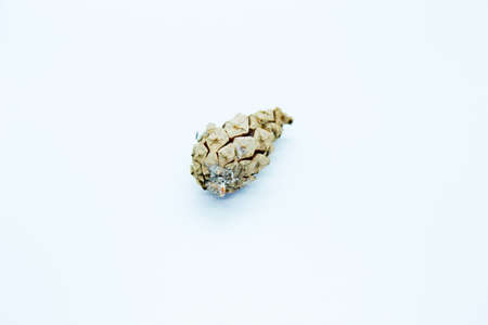 Spruce cone is located on a white backgroundの写真素材