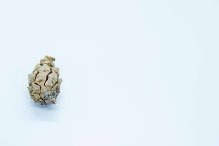 Spruce cone is located on a white background