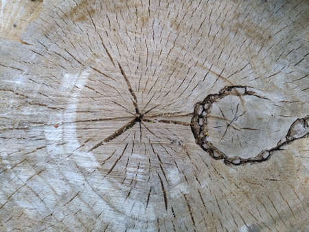 Beautiful wood texture, background slice trunk stump cut treeの写真素材