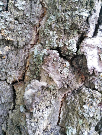 Old birch bark background tree birch tree