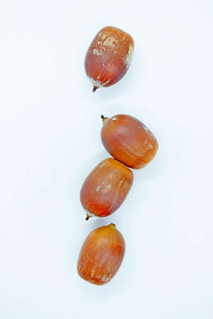 Acorns are located on a white backgroundの写真素材