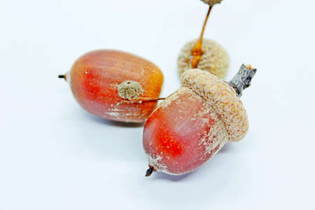 Acorns are located on a white backgroundの写真素材