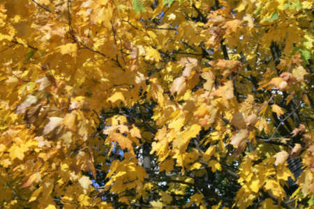 Autumn forest beautiful pezazh bright colors golden autumn