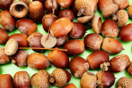 Acorns are located on a green backgroundの写真素材