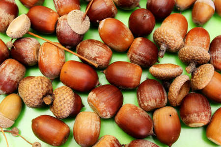 Acorns are located on a green backgroundの写真素材