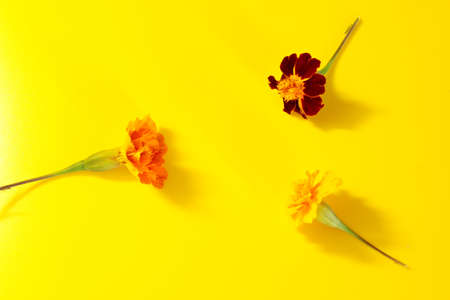 Yellow flower located on a yellow backgroundの写真素材