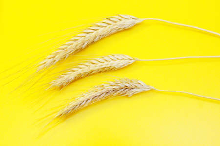 Ripe rye ears arranged on a yellow backgroundの写真素材