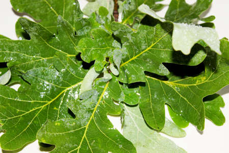 Green wet oak leaves located on a white background