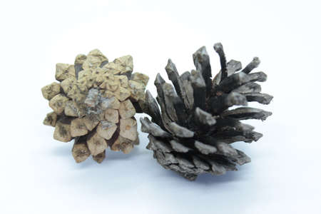 Beautiful spruce cones located on a white backgroundの写真素材