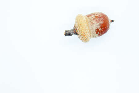 beautiful brown acorns perched on a white backgroundの写真素材