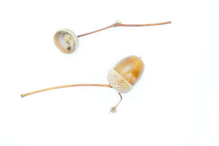 Beautiful oak acorn perched on a white background