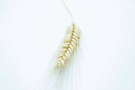 Ripe ear of rye perched on a white backgroundの写真素材