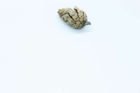 Spruce paint little bump located on a white backgroundの写真素材