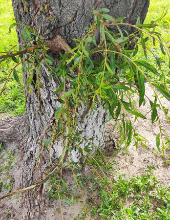 Tree shrub grass sunny spring day branch of the iveの写真素材