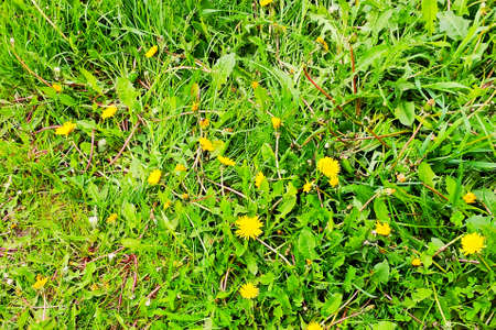 Spring yellow flowering flowers green grass sunny dayの写真素材