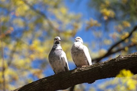 Two pigeons on branch of tree at summerの写真素材