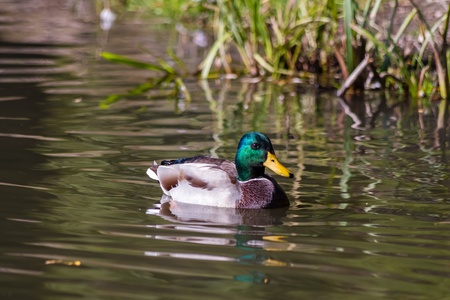 Close up of duck swimming in the pondの写真素材