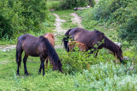 Four horses grazing in the mountains, Crimea, Ukraineの写真素材