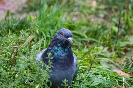 Pigeon seats in the green grass at sunny dayの写真素材