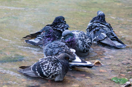 Pigeons in the pond, Saint-Petersburg, Russiaの写真素材