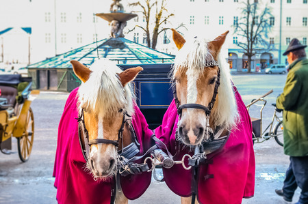 Two horses harnessed to the carriage at winter in Salzburg, Austriaの写真素材