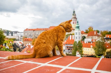 Red cat on the roof of Cesky Krumlov, Czech Republicの写真素材