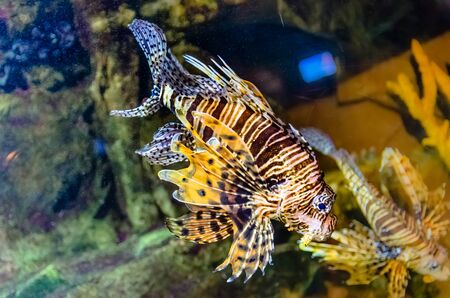 Lion fish. Exotic fish in aquarium. Very dangerous in real lifeの写真素材
