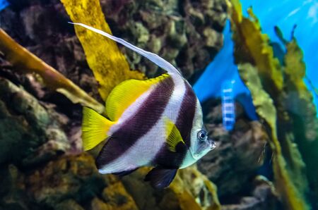 Exotic coral fish in aquarium in Saint-Petersburg, Russiaの写真素材