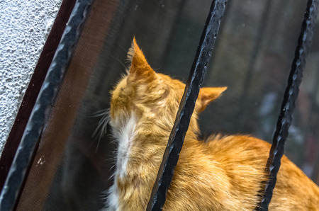 Red cat in old Kotor city Montenegroの写真素材