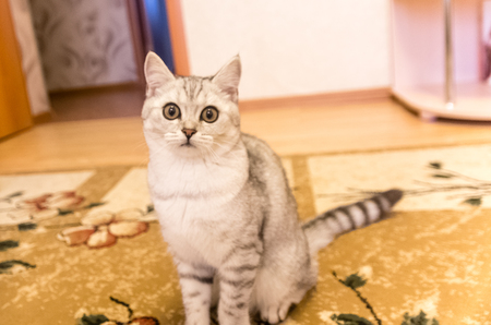 Domestic cat play on the carpet on the floorの写真素材