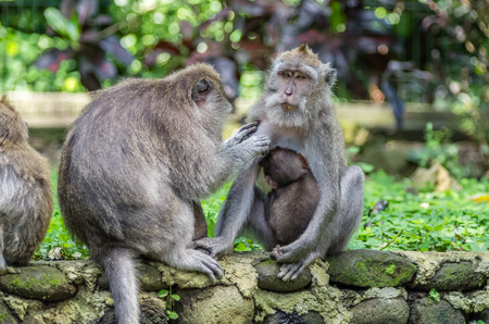 Two wild monkey in sacred Monkey Forest park, Ubud, Bali, Indonesia