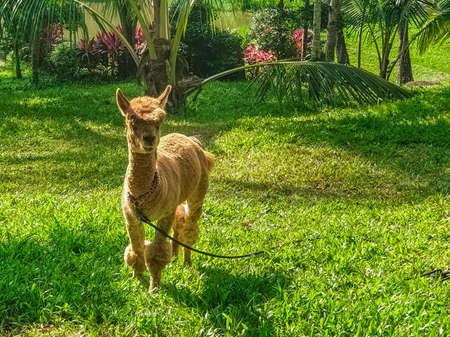 Alpaca (vicugna pacos) grazes on the lawn in the Yanoda Rainforest Cultural Tourism Zone, Hainan, Chinaの写真素材
