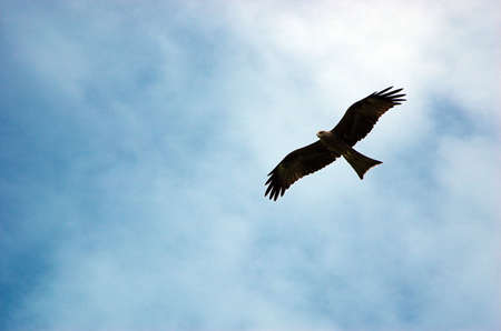 Eagles flightの写真素材