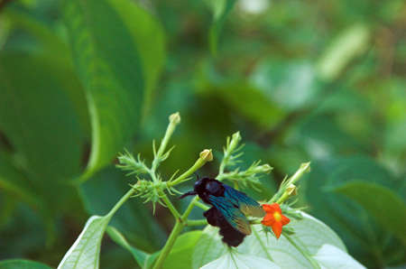 beetle & flowerの写真素材