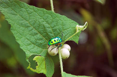 Beetleの写真素材