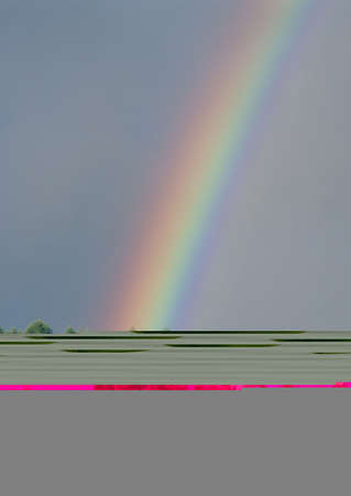 Green pepper on white backgroundの写真素材