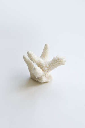 White coral. Bird. Swan. Little.の写真素材