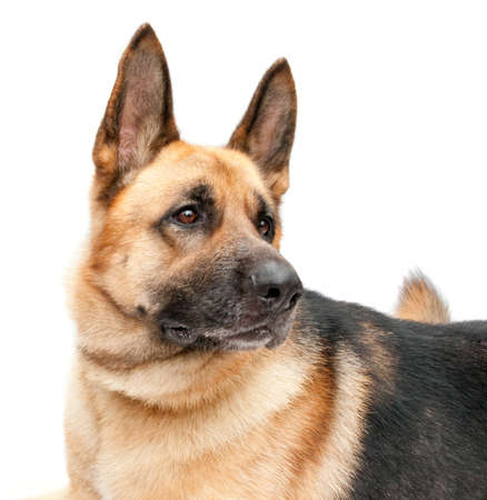 Beautiful German shepherd on a white background.の写真素材