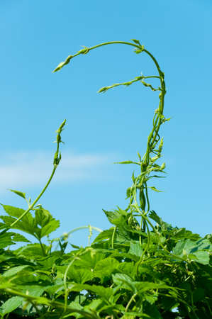 Two young vine sprouts and blue skyの写真素材