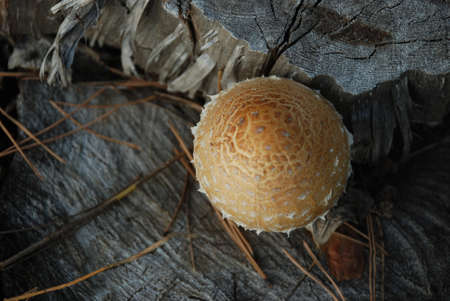 Mushroom in forest on old, old stumpの写真素材