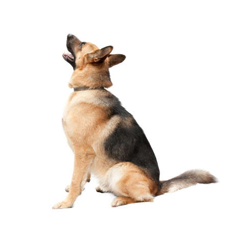 Beautiful German shepherd on a white background.の写真素材