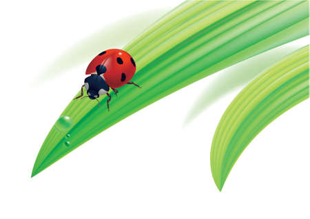 illustration. Ladybird on grass with water drops.のイラスト素材