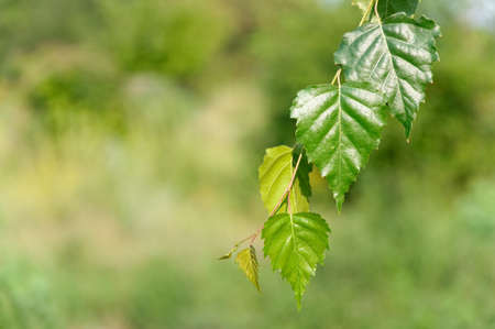 Summer leaves and soft defocused background.の写真素材