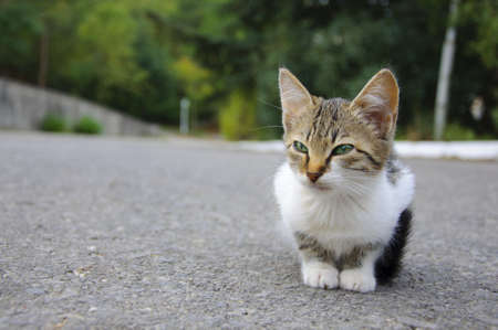 Stray kitten sitting on the ground, it looks sadの写真素材