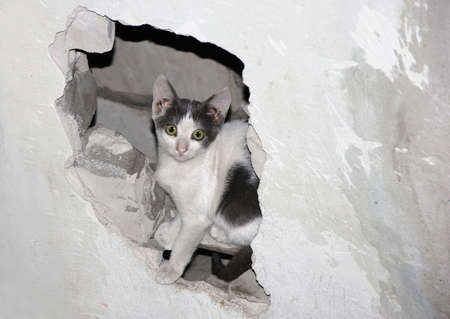 Cat in the Hole. A íomeless cat sitting in a hole in the broken wall.の写真素材