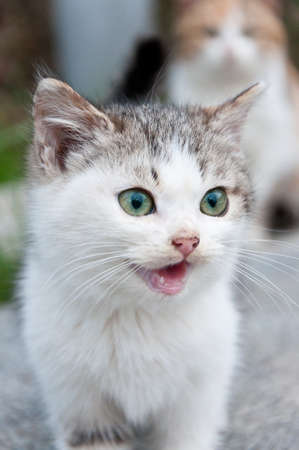 Meowing little kitten with green eyes in the yardの写真素材