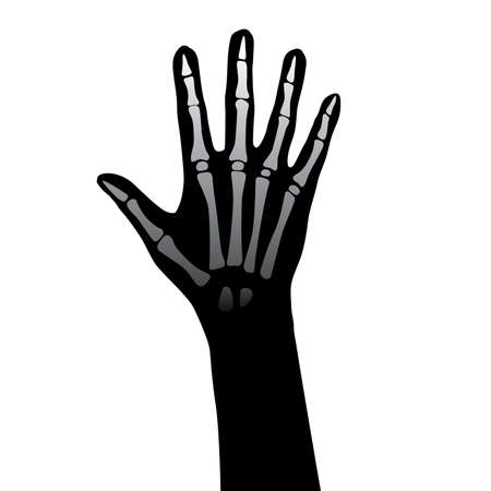 Open hand anatomy illustration on white backgroundのイラスト素材